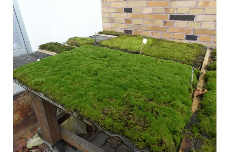 Carpets of moss help stop erosion