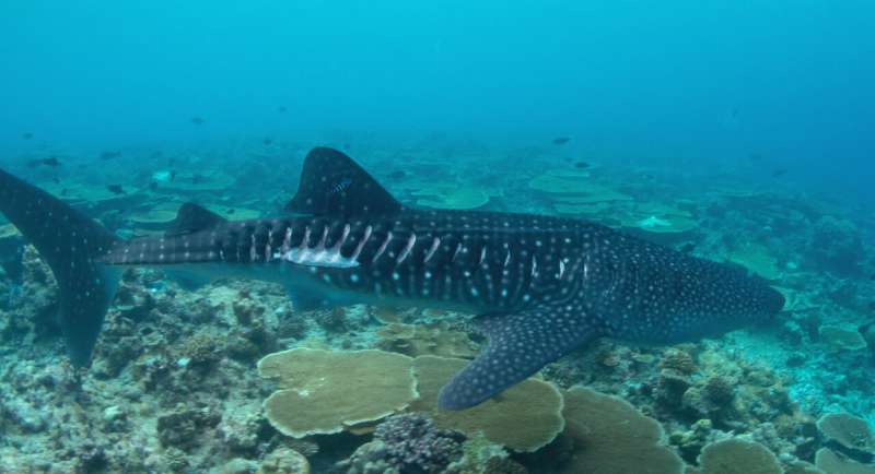 Whale sharks show remarkable capacity to recover from injuries