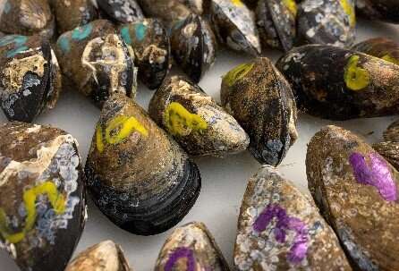 Studies find that higher temperatures have an adverse effect on mussels