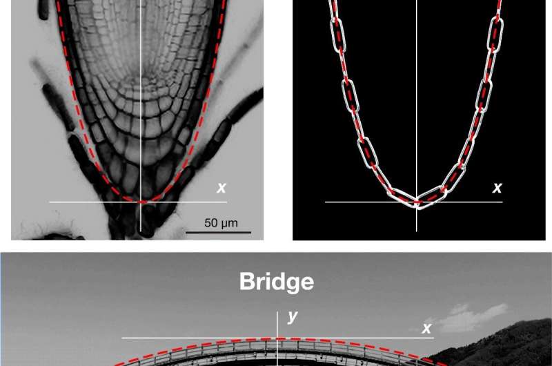 Plant root tips are constrained to a dome shape common to arch bridges