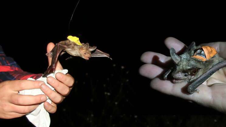 Tiny computers reveal how wild bats hunt so efficiently