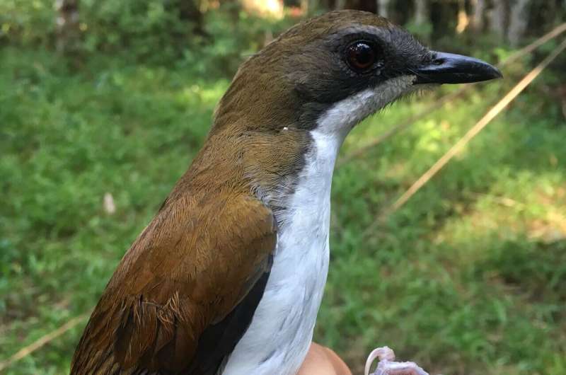 Warming climate slows tropical birds' population growth rates