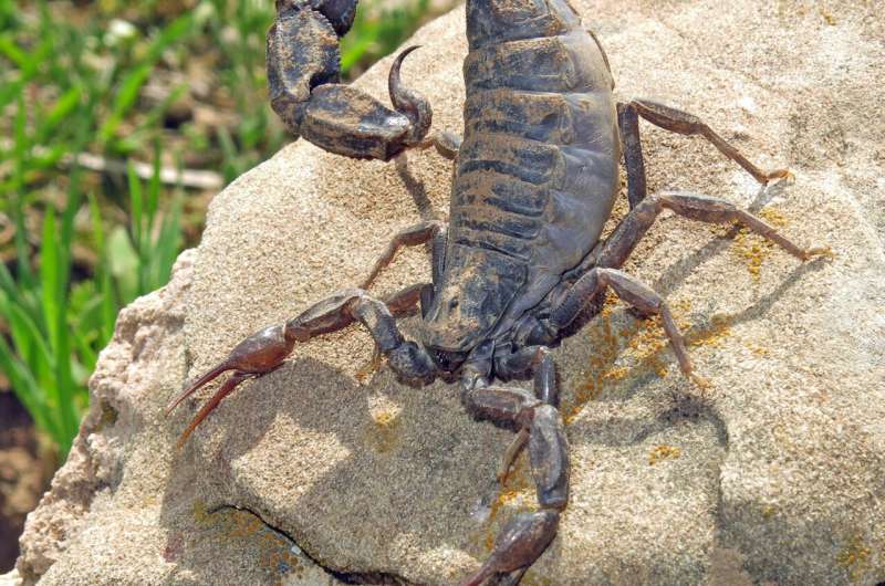 Venom-extraction and exotic pet trade may hasten the extinction of scorpions