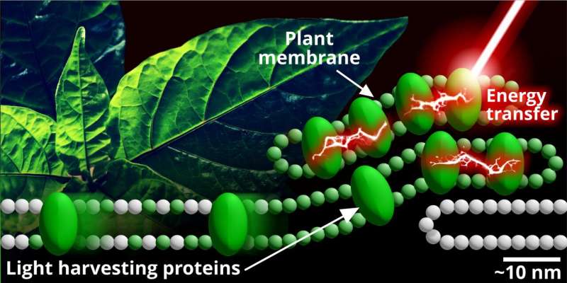 Start small to answer the big questions about photosynthesis
