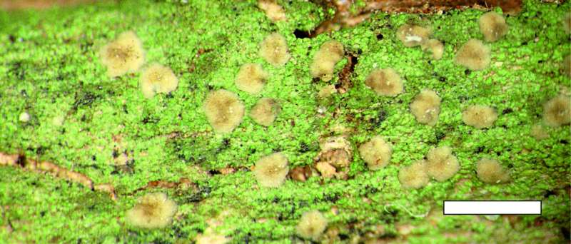 Four lichen species new to science discovered in Kenyan cloud forests