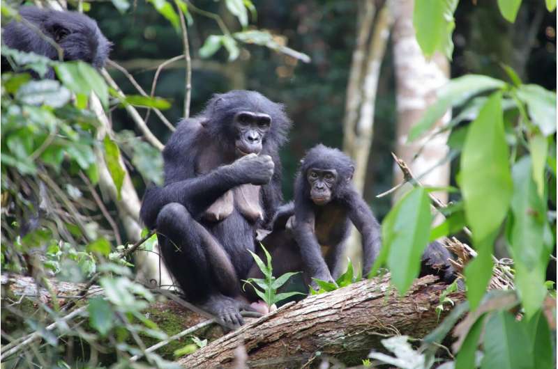 Female wild bonobos provide care for infants outside their social group