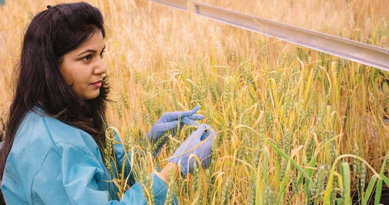 Beneficial bacteria help wheat stand the heat