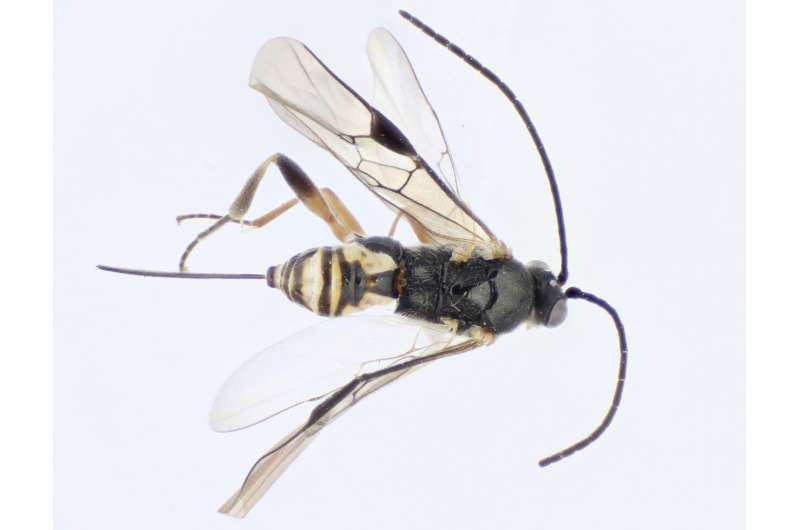 School students discover four new species of wasp