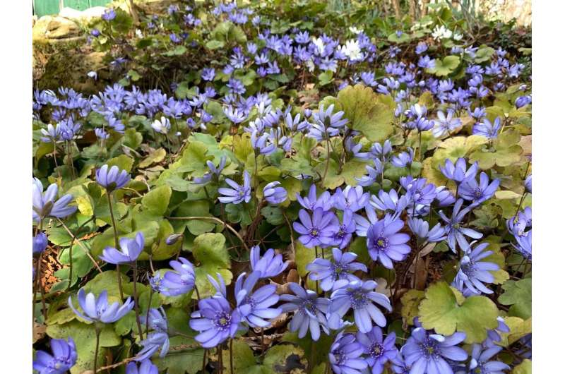 Rarity of the colour blue in the world of flowers