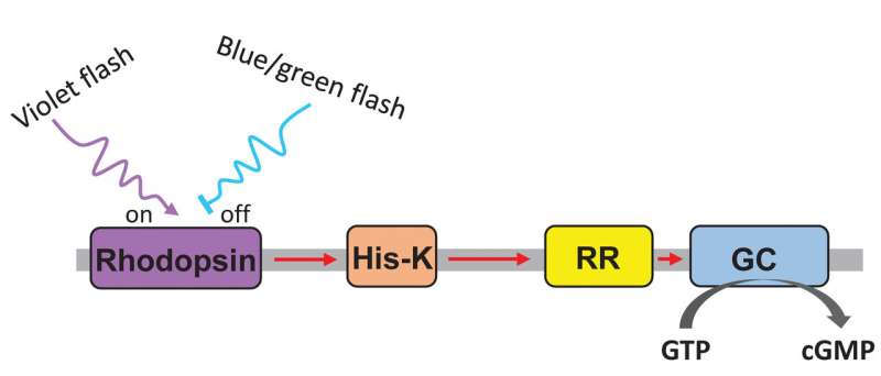Optogenetics: light regulates an enzyme