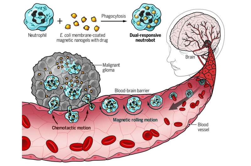 “Neutrobots” carry drugs through the blood-brain barrier without being attacked by the immune system