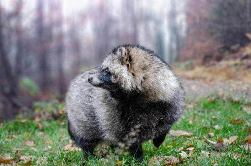 Raccoons and raccoon dogs are expected to expand their ranges in Europe