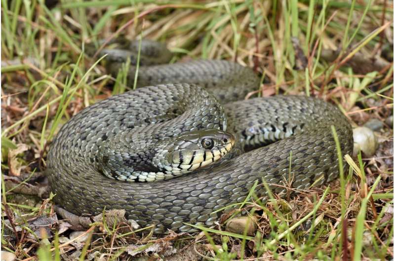 A snake crosses the Alps: the Italian barred grass snake spreads to Bavaria