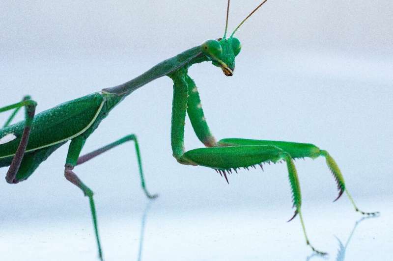 60 percent of sexual encounters between Springboks—one of nearly 2,000 mantis species across the globe—end in males being eaten 