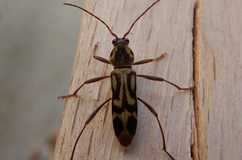 Citizen scientists help expose presence of invasive Asian bamboo longhorn beetle in Europe