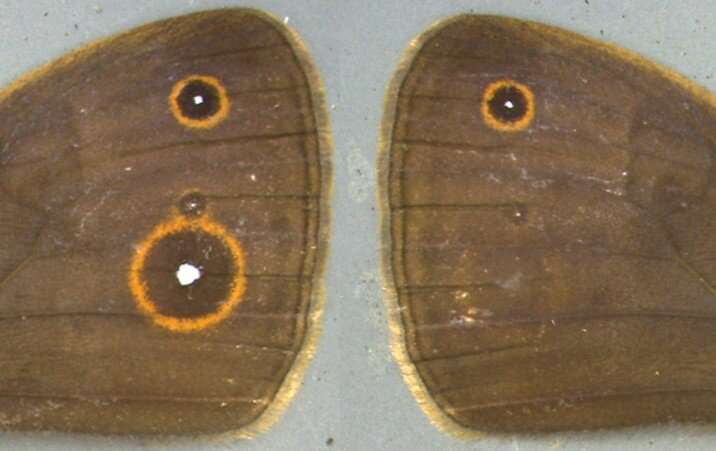 Development of eyespot patterns on butterflies