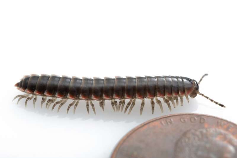 Newly discovered millipede, Nannaria hokie, lives at Virginia Tech