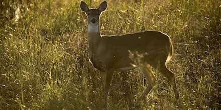 Researchers use car collisions with deer to study mysterious animal-population phenomena