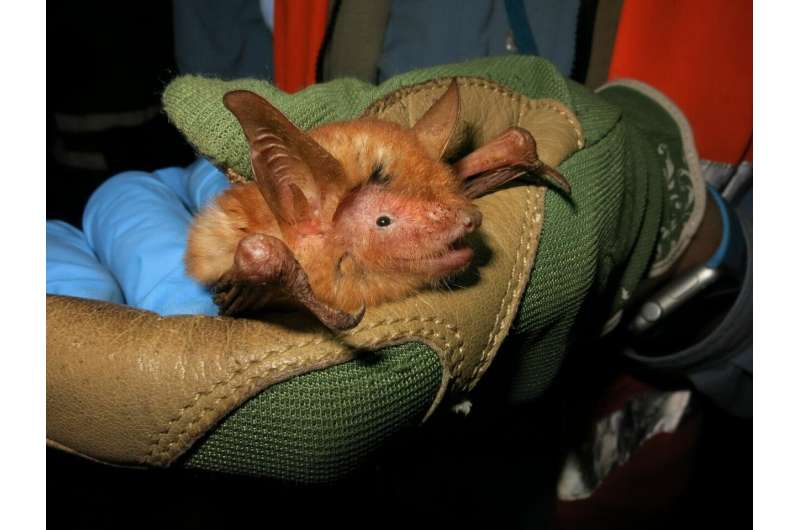 Scientists discover new 'spectacular' bat from West Africa