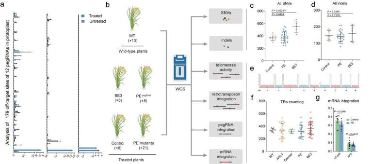 Researchers demonstrate very high specificity of prime editors in plants