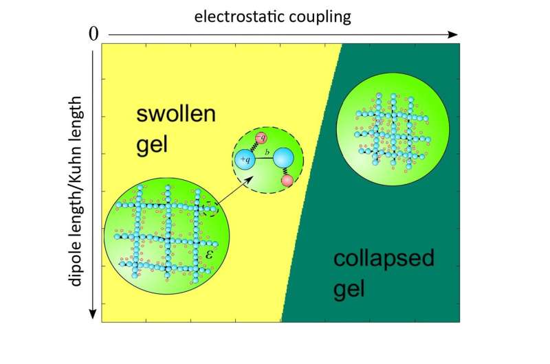 Researchers develop microscopic theory of polymer gel