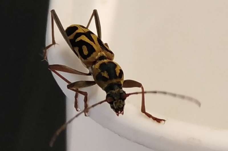 Citizen scientists help expose presence of invasive Asian bamboo longhorn beetle in Europe