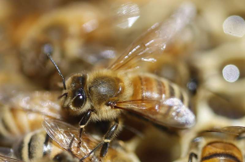 Scientists decry death by 1,000 cuts for world's insects