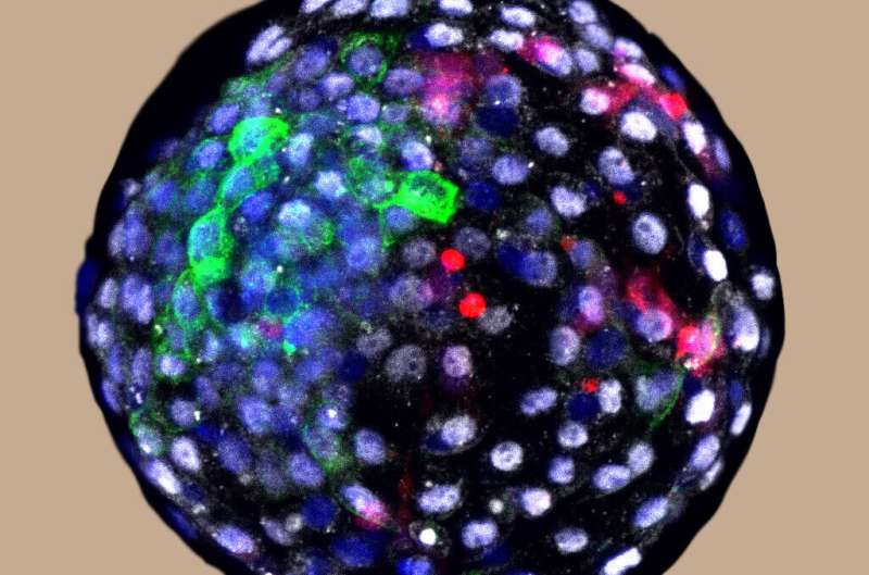 Researchers generate human-monkey chimeric embryos