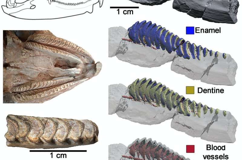 A 95-million-year-old reptile’s solution to the problem of tooth wear