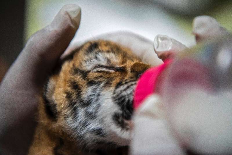 A baby Bengal tiger is seen only a few days after birth at Nicaragua's National Zoo August 30, 2021