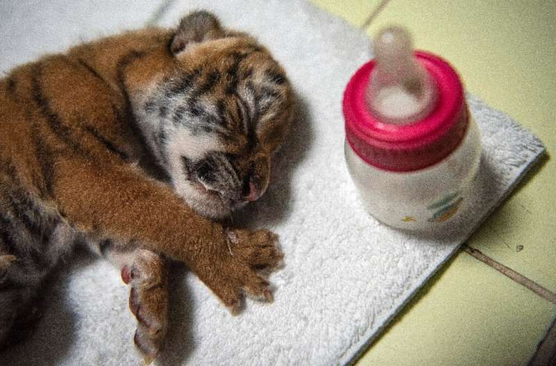 A baby Bengal tiger is seen only a few days after birth at Nicaragua's National Zoo August 30, 2021