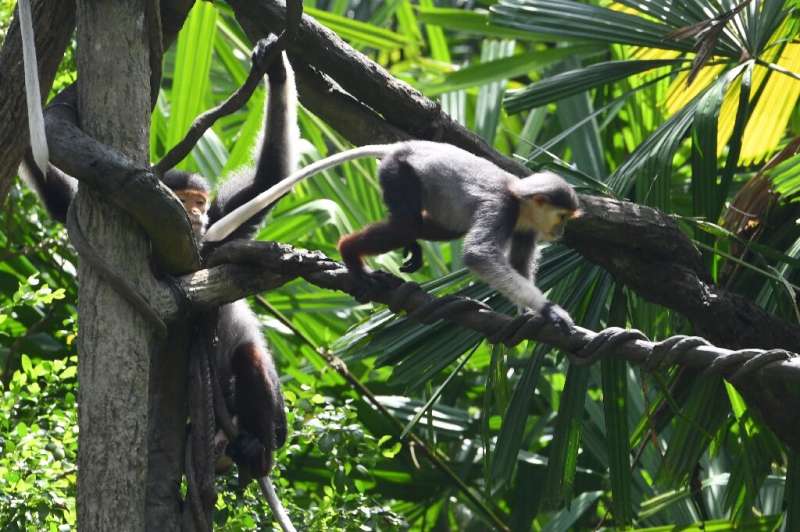 A baby douc langur walks along a branch at the Singapore Zoo