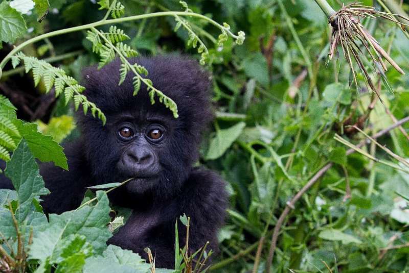 A baby mountain gorilla, a subspecies of the Eastern gorilla, in the Sabyinyo Mountains of Rwanda