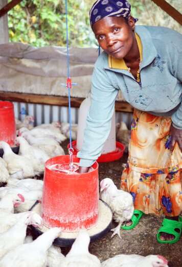 A better way to raise chickens for low-intensity, small stakeholders