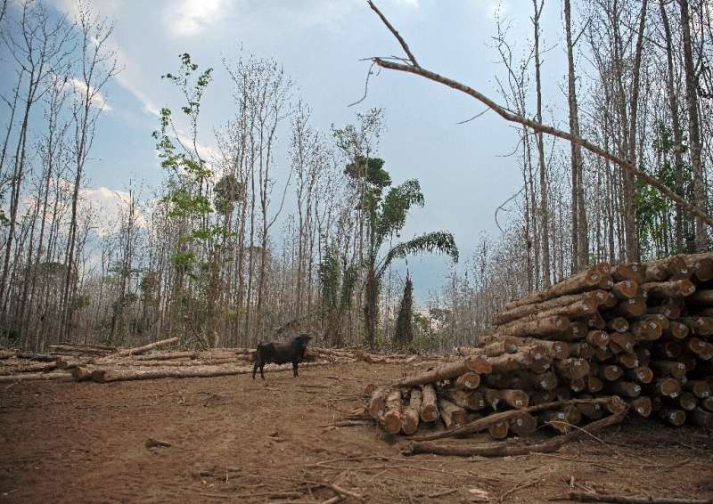 A bull and felled trees in Alta Floresta, in Brazil's Mato Grosso state in August 2021