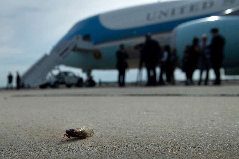 A cicada is seen on the tarmac near Air Force One at Joint Base Andrews in Maryland on June 9, 2021 as President Joe Biden prepa
