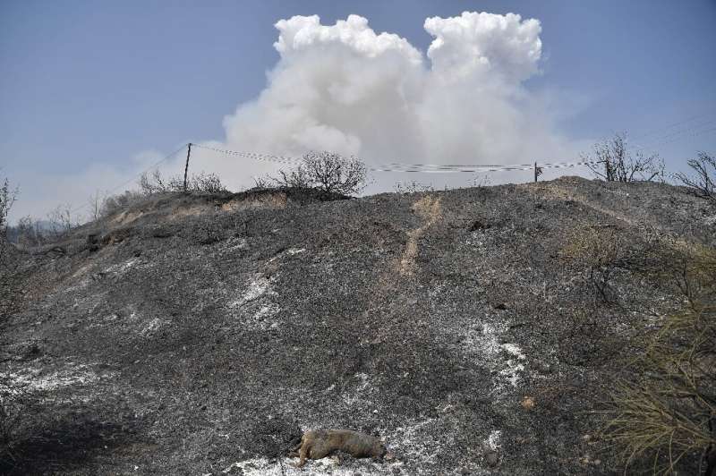 A dead animal lies amongst burnt trees on a hillside on Evia Island
