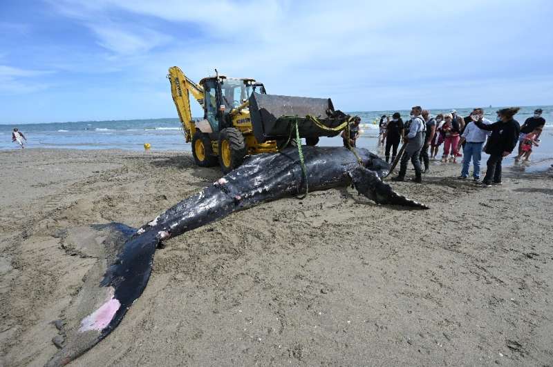 A dead humpback whale is evacuated after washing up on Carnon beach near La Grande-Motte, southern France