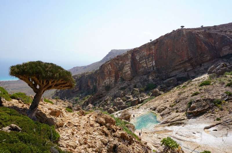 A Dragon's Blood Tree grows on a hillside at Homhil in the northeast of the Yemeni island of Socotra, a species found only on th