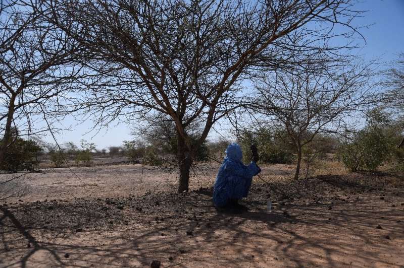 A farmer sits in the shade of a tree in the Great Green Wall site in Simiri, Niger