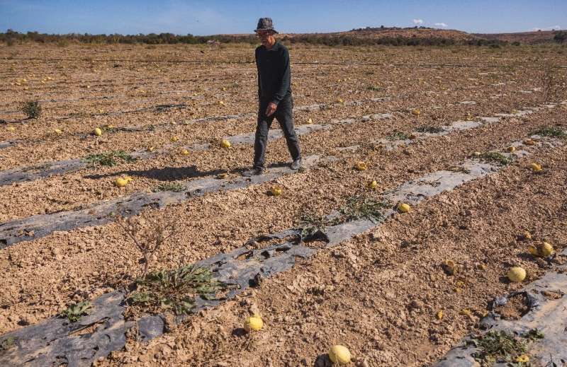 A farmer walks down his dried-out melon field