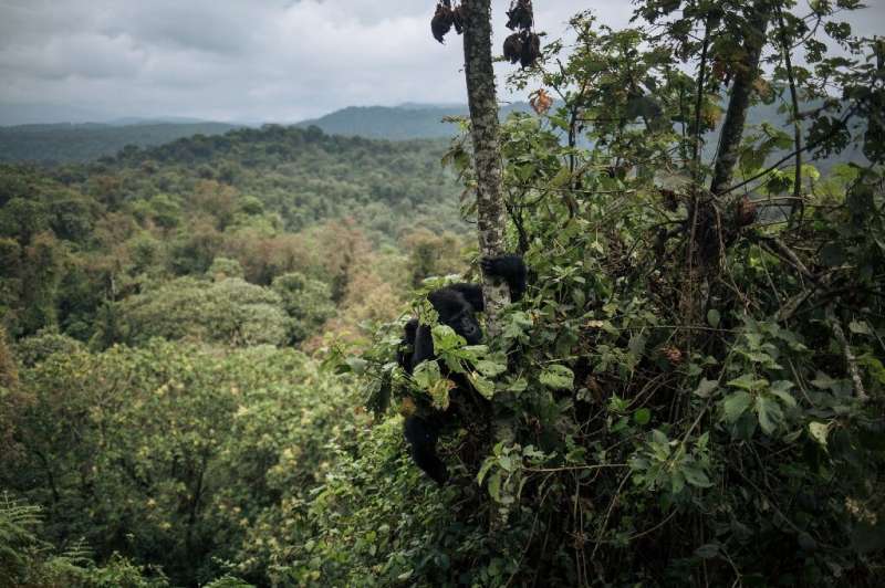A female and a baby Grauer's gorilla, a subspecies of the Eastern gorilla, climb down a tree in Kahuzi-Biega National Park in no