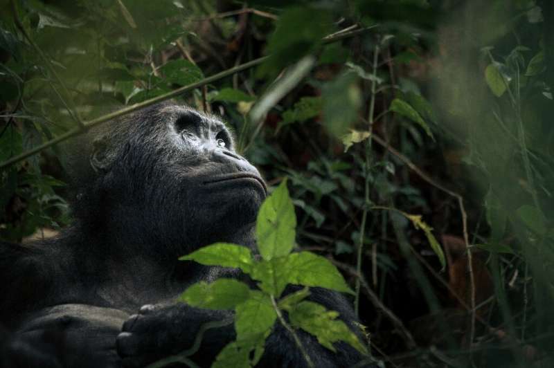 A female eastern lowland gorilla in the Kahuzi-Biega National Park. The gorillas are one of the world's most endangered species