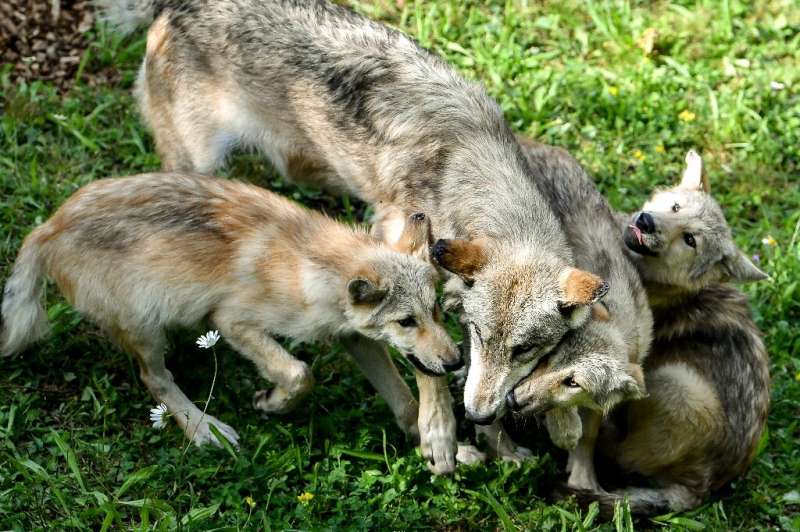A female regurgitates food for wolf pups from Canada in their enclosure at Pairi Daiza animal park in Brugelette, western Belgiu