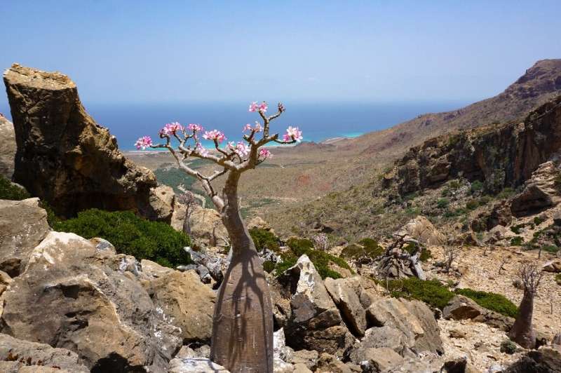 A flowering bottle tree, or desert rose, on the Yemeni island of Socotra, part of the flora found only in the Indian Ocean archi