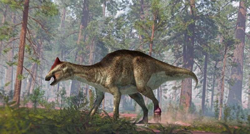 A foot tumor and two tail fractures complicated the life of this hadrosaur