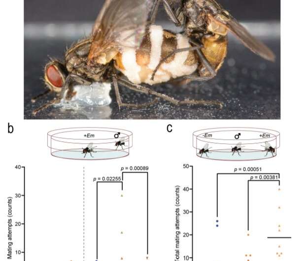 A fungus that uses chemicals to trick male flies into mating with infected dead females