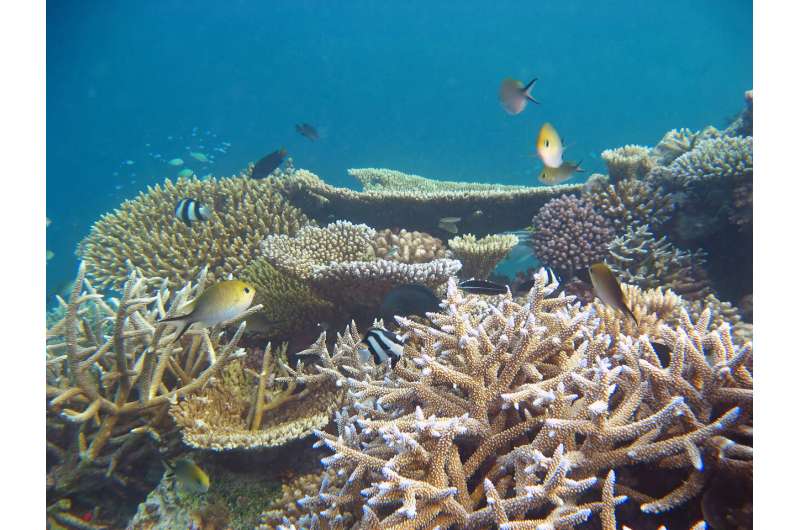 A future ocean that is too warm for corals might have half as many fish species