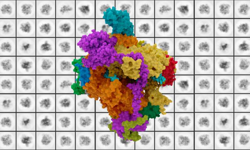 A gallery of human RNA polymerases