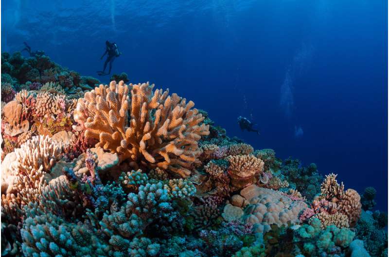 A groundbreaking survey of the world’s reefs reveals the extent of the coral reef crisis